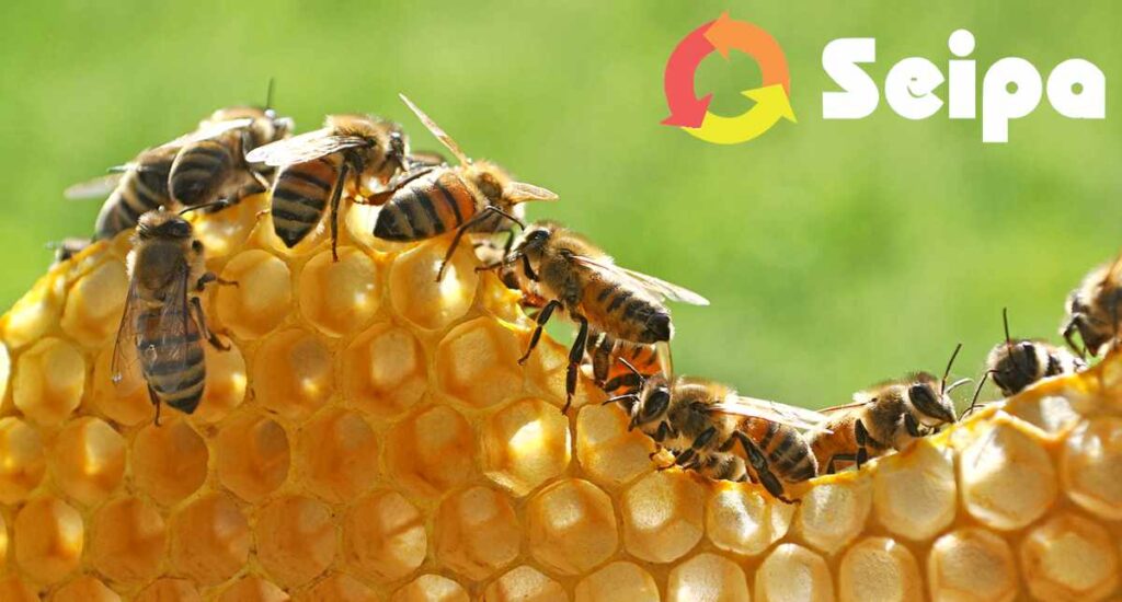 UN NUOVO RONZIO TRA GLI IMPIANTI SEIPA