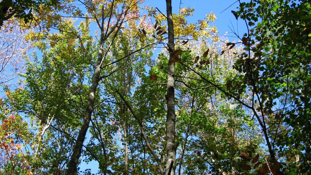 Il futuro delle foreste passa anche dalle storie che raccontiamo