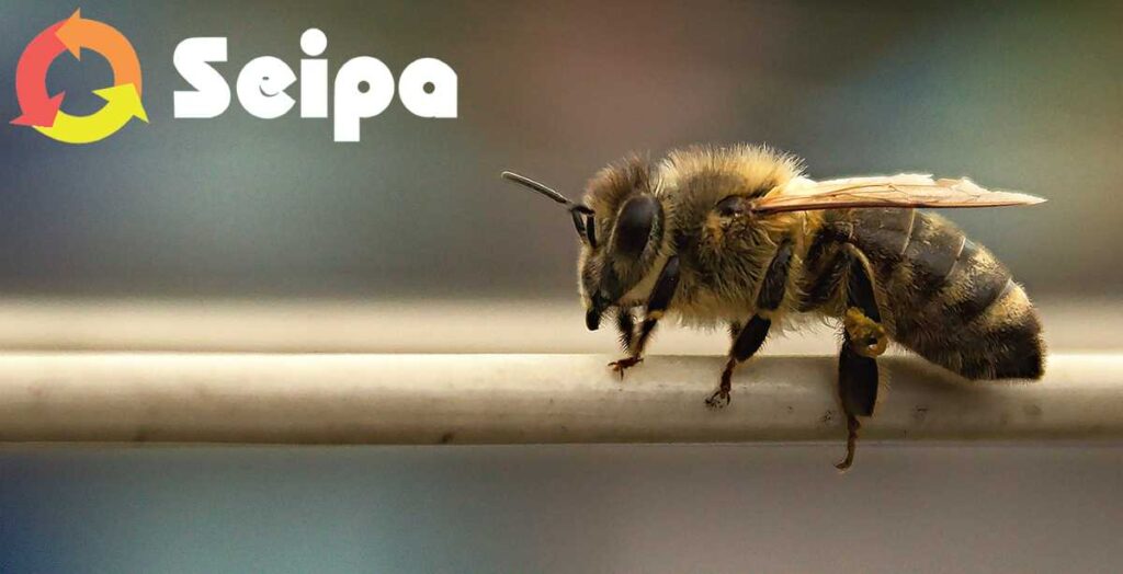 API, BIODIVERSITÀ E CANTIERI, SEIPA: LA SOSTENIBILITÀ PASSA ANCHE DAGLI IMPOLLINATORI